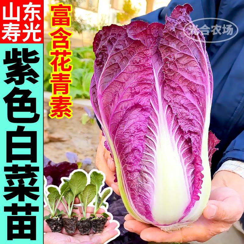 寿光紫白菜苗秧高产耐寒蔬菜苗黄心大白菜苗基地直发阳台庭院种植