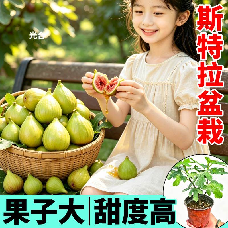 斯特拉无花果树苗盆栽大果高甜正品青皮金傲芬无花果树苗阳台庭院