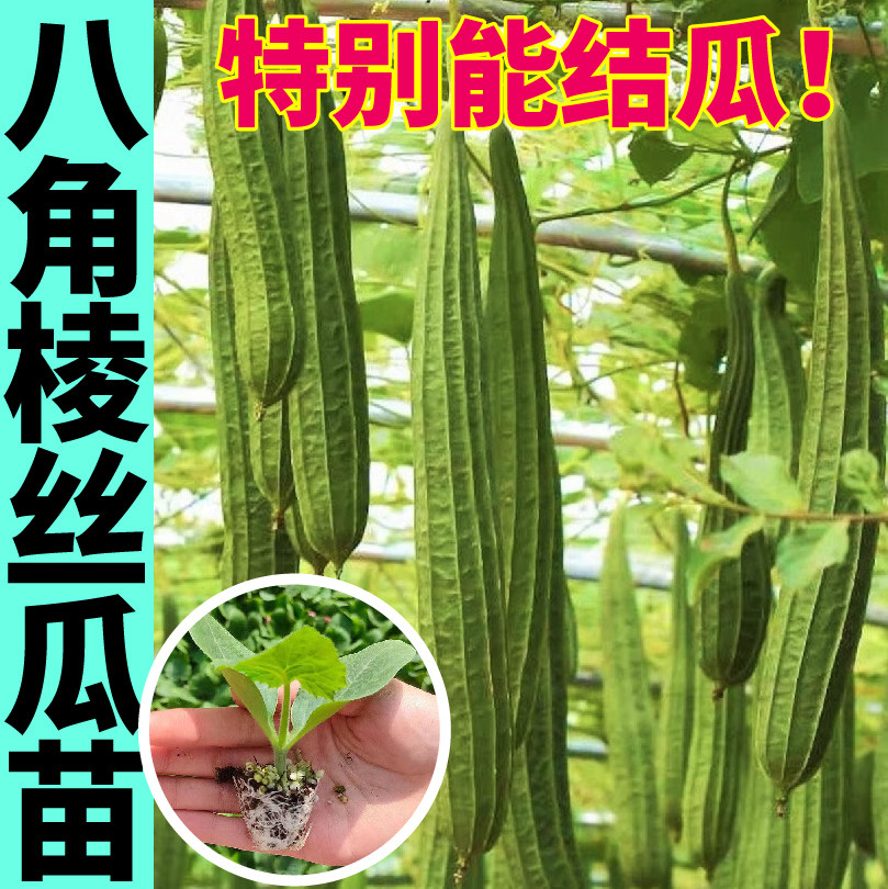 老品种高产八角棱丝瓜秧苗四季蔬菜苗爬藤中绿长鲜花大肉丝瓜种子