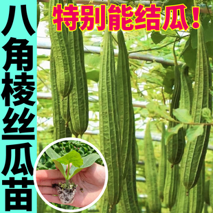 老品种高产八角棱丝瓜秧苗四季蔬菜苗爬藤中绿长鲜花大肉丝瓜种子