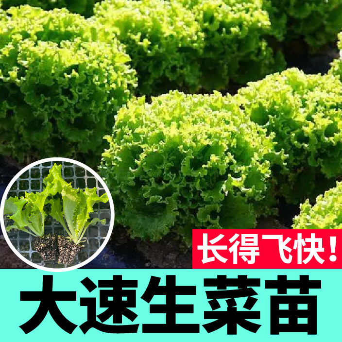 美国大速生生菜秧苗幼苗脆嫩清甜长得快带土球直立奶油结球种子籽
