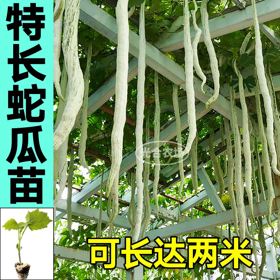 山东寿光蛇瓜苗秧特长蛇豆种子四季庭院大田棱丝瓜苹果丝瓜苦瓜