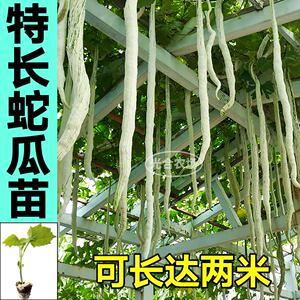 山东寿光蛇瓜苗秧特长蛇豆种子四季庭院大田棱丝瓜苹果丝瓜苦瓜