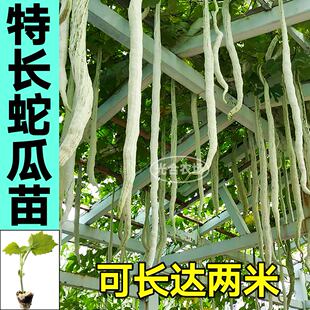 山东寿光蛇瓜苗秧特长蛇豆种子四季 庭院大田棱丝瓜苹果丝瓜苦瓜