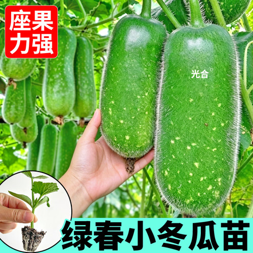 满地爬绿春小冬瓜苗秧寿光高产黑皮大冬瓜种子四季阳台庭院种植