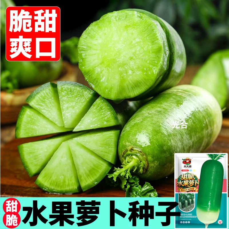水果萝卜种子青皮萝卜种籽脆甜多汁四季盆栽阳台庭院高产山东寿光