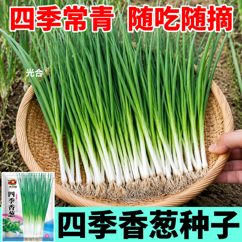 四季小香葱种子葱籽庭院阳台室内种植葱种子耐寒易活盆栽小葱