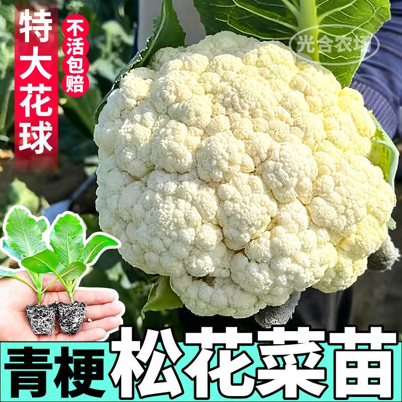 寿光青梗松花菜苗秧耐寒特大花菜球四季阳台盆栽蔬菜花椰菜苗种子