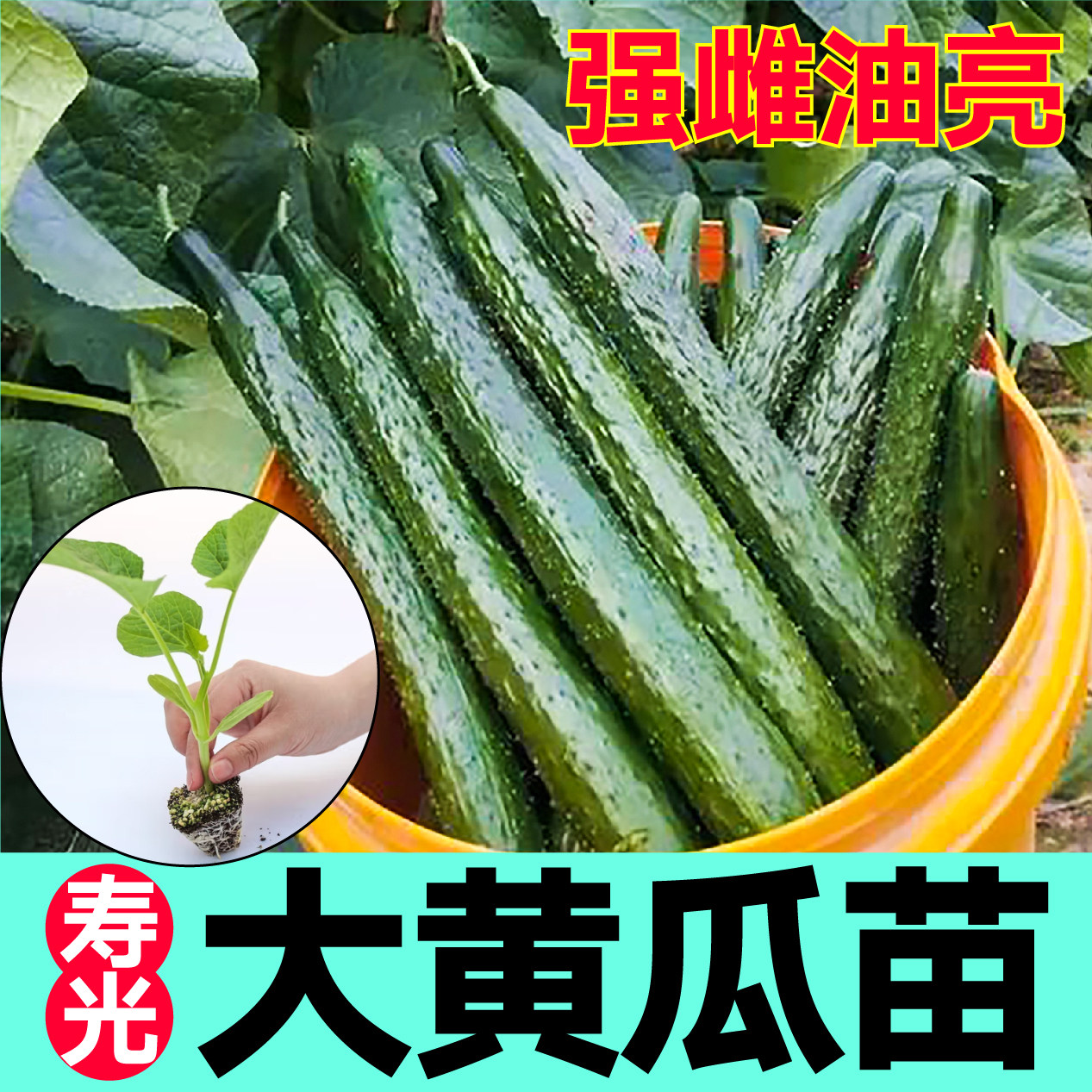 山东寿光强雌油亮大黄瓜苗秧穴盘苗节节有瓜水果小黄瓜种子带土球