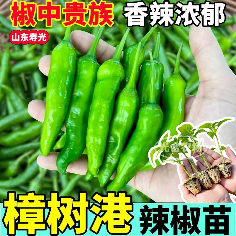 高产樟树港辣椒苗秧带土球正宗小青椒种子春秋盆栽阳台辣妹子薄皮