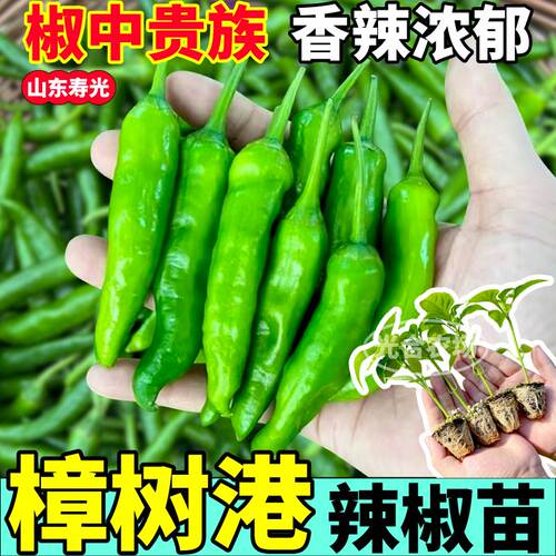 高产樟树港辣椒苗秧带土球正宗小青椒种子春秋盆栽阳台辣妹子薄皮