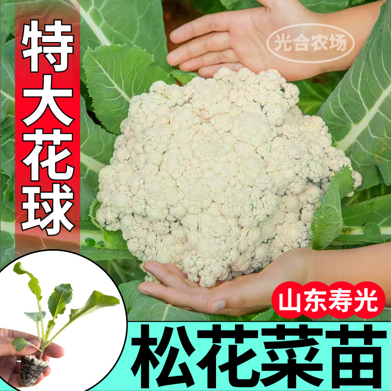 寿光特大花球松花菜苗秧紫晶花菜松花菜种子籽菜花花椰菜庭院四季