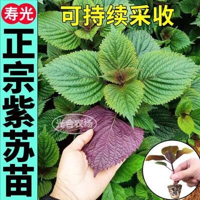 山东寿光正宗双色紫苏多茬采收阳台盆栽地栽小院苏子苗高产种籽