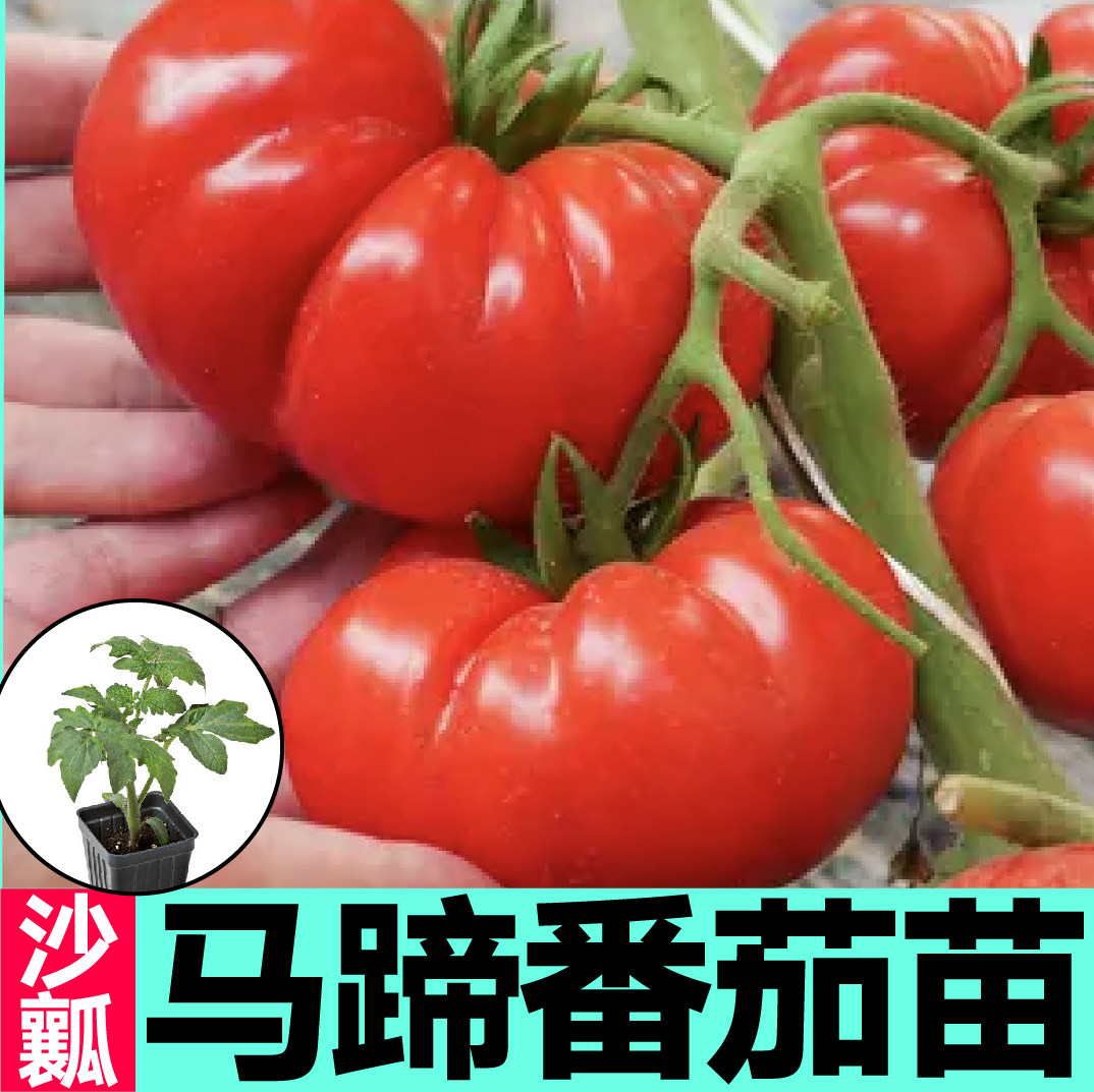 寿光马蹄番茄苗秧苗四季盆栽丑柿子红黑牛排番茄种子沙瓤爆甜盆栽