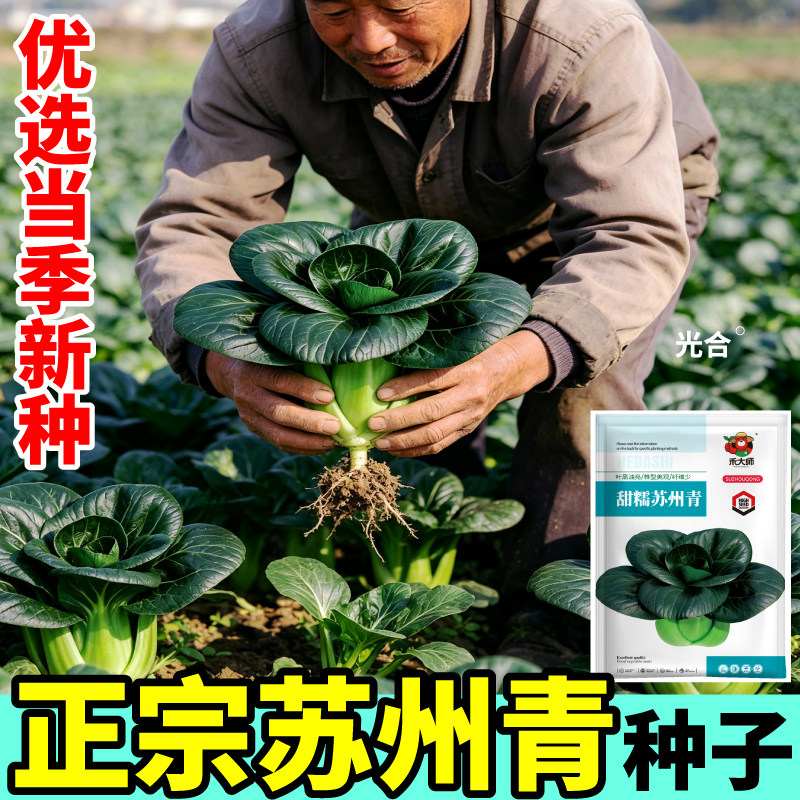 正宗苏州青种子耐寒油亮黑叶矮脚苏州青白菜软糯无筋阳台蔬菜种籽