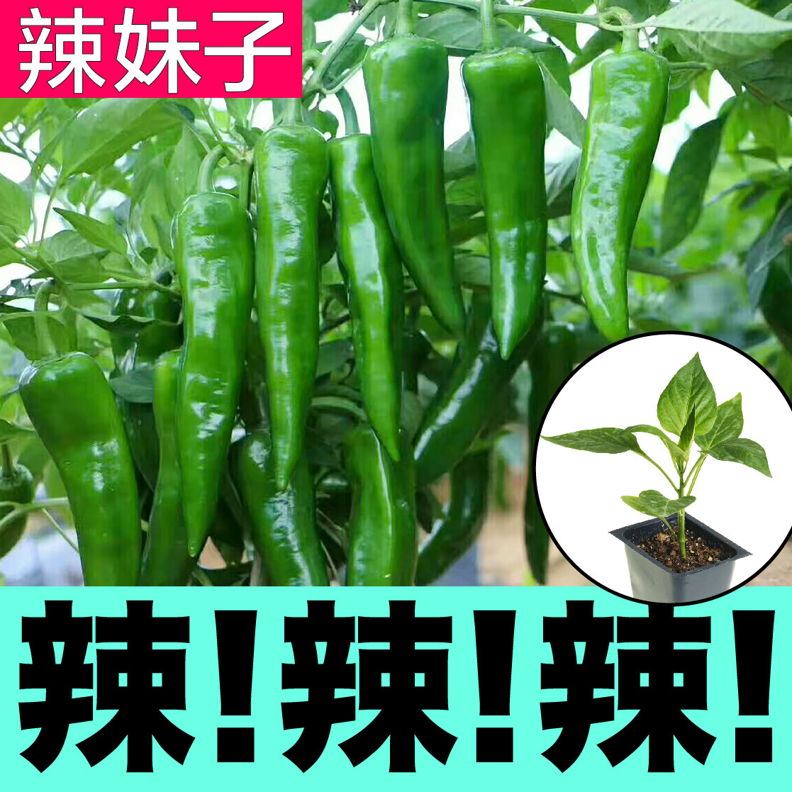 特辣辣妹子苗秧带土球青红两用朝天美人薄皮辣椒种子四季阳台盆栽