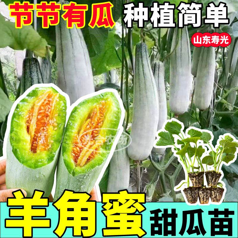 寿光爆甜羊角蜜甜瓜苗高产春秋四季阳台盆栽绿宝石种子带土发货
