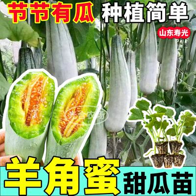 寿光爆甜羊角蜜甜瓜苗高产春秋四季阳台盆栽绿宝石种子带土发货