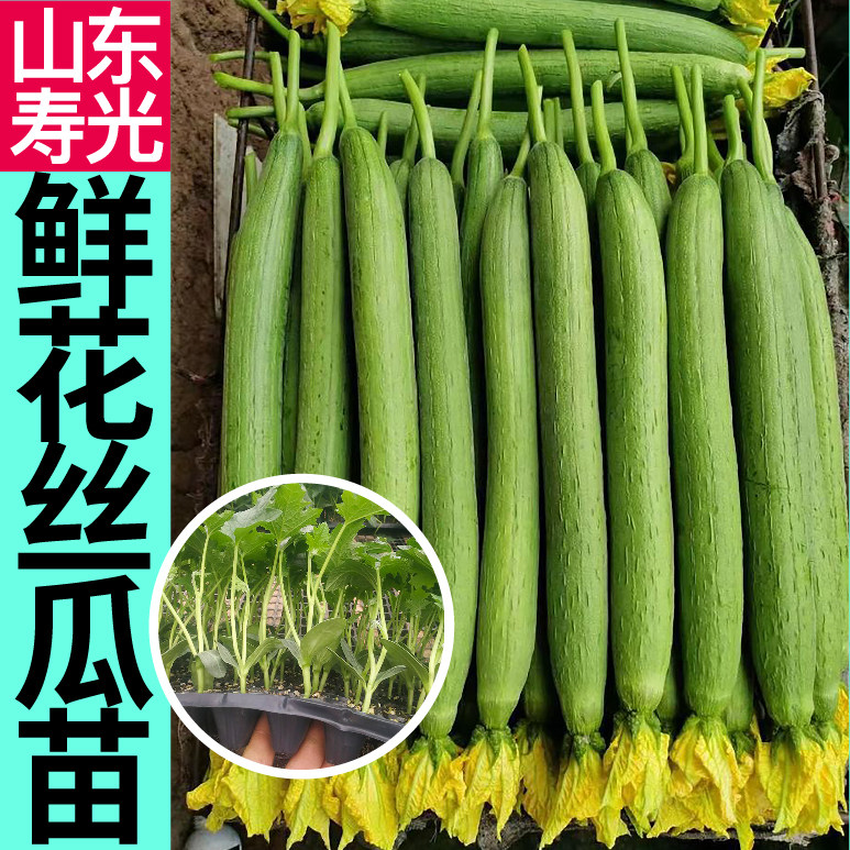 山东寿光鲜花丝瓜苗秧中绿长条丝瓜肉丝瓜棱丝瓜种子四季阳台盆栽