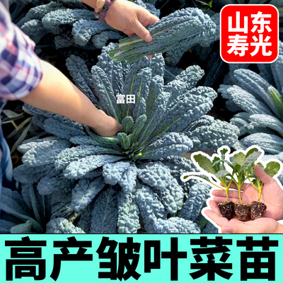 高产皱叶菜苗秧耐寒高产蓝紫粉绿羽衣甘蓝苗种子营养丰富盆栽小院