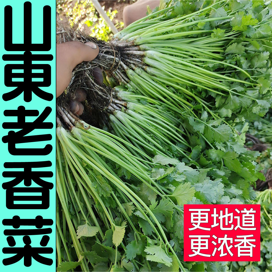 浓香山东老香菜苗秧带土球芫荽种子春秋四季阳台盆栽耐热耐寒蔬菜