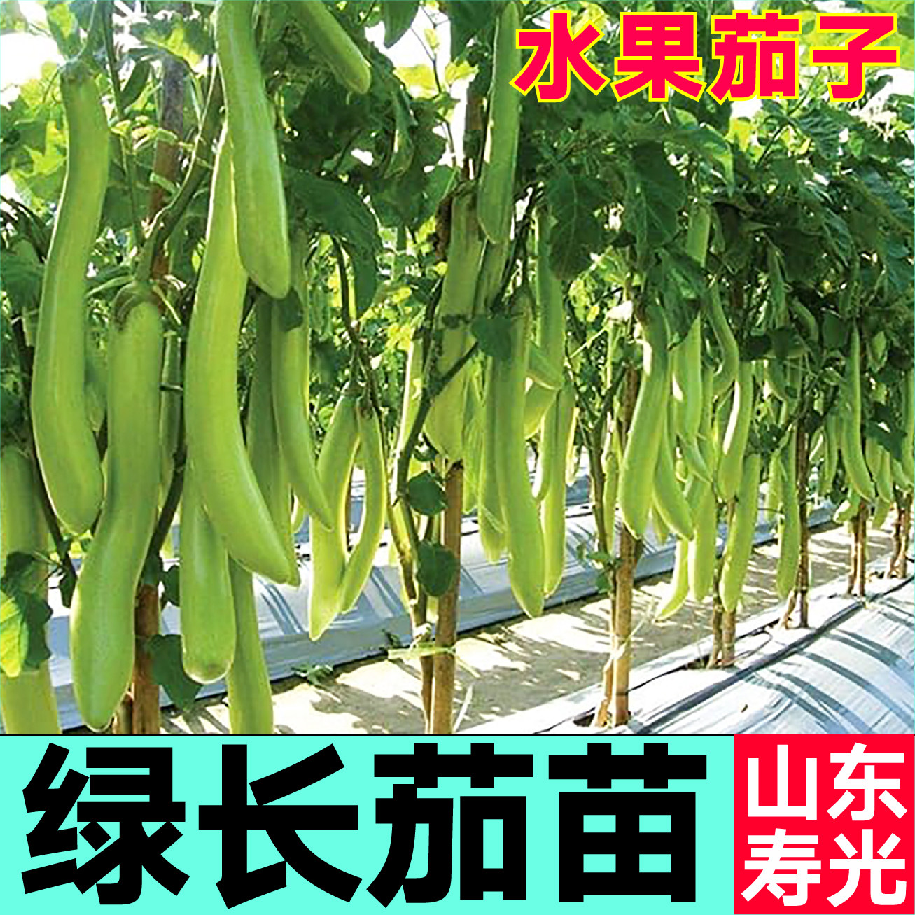 高产水果绿长茄秧苗幼苗穴盘青皮茄子种子四季高产蔬菜苗鲜嫩寿光