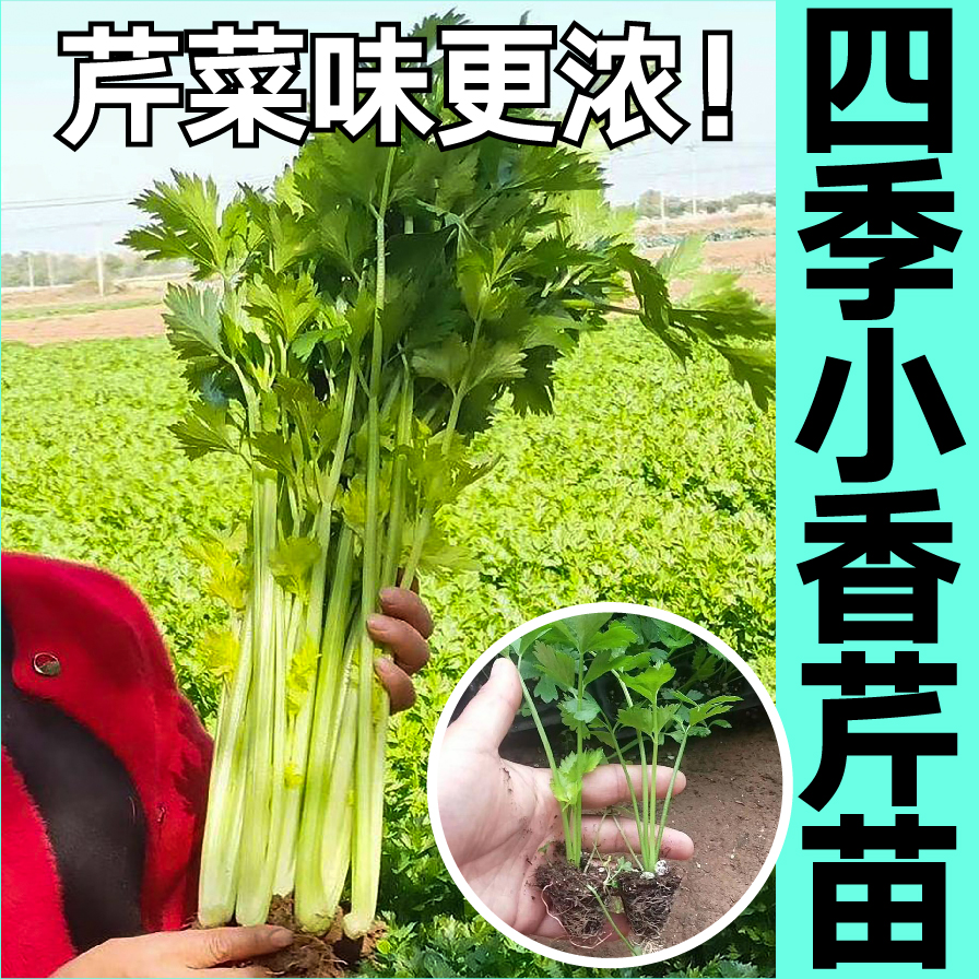 寿光速生四季小香芹菜秧苗带土球春秋四季盆栽红芹根芹西芹种子籽-封面