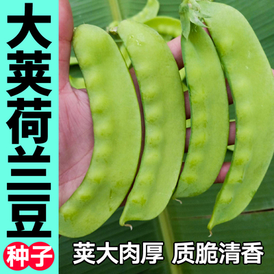 高产大荚绿红紫荷兰豆种子四季春秋盆栽双荚率高菜豆豌豆蔬菜种子