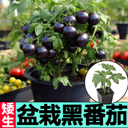 矮生盆栽黑色小番茄苗秧樱桃红黄黑圣女果西红柿种子四季阳台穴盘