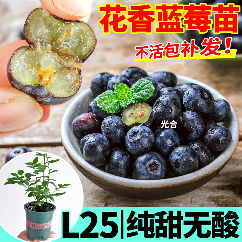 L25花香/F6大果蓝莓盆栽原土原盆