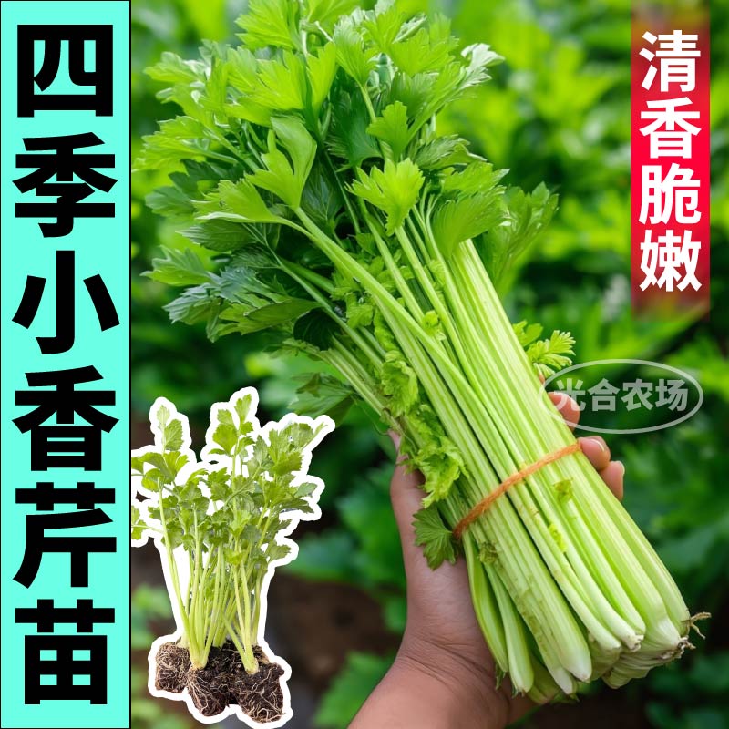 正宗浓香四季小香芹苗秧带土球高产易活耐寒西芹种子阳台寿光直发