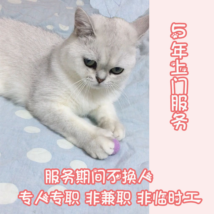 北京上门喂猫服务宠物喂养同城上门服务猫咪喂养