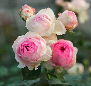 橙色月季园 浓香 欧月盆栽维萨里花苗特别漂亮多头掌柜推荐新品