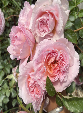 新品亚伯拉罕达比 奥斯汀玫瑰月季花苗大花浓香四季开花满就送