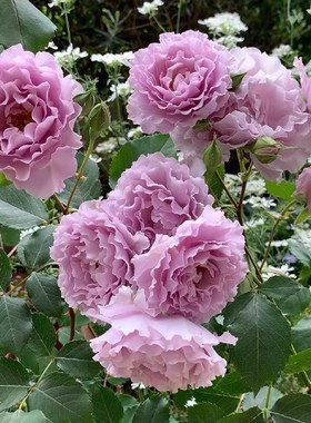 蜻蜓 灌木大花切花月季扦插四季开花庭院阳台植物盆栽花苗