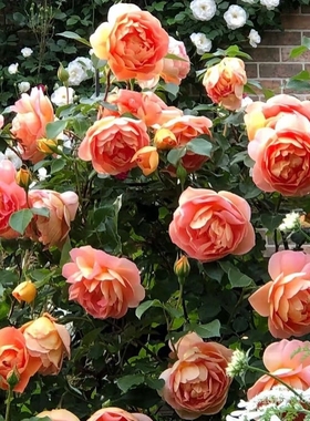 一加仑扦插中苗帕特奥斯汀月季花苗原土原盆发货阳台庭院盆栽地栽