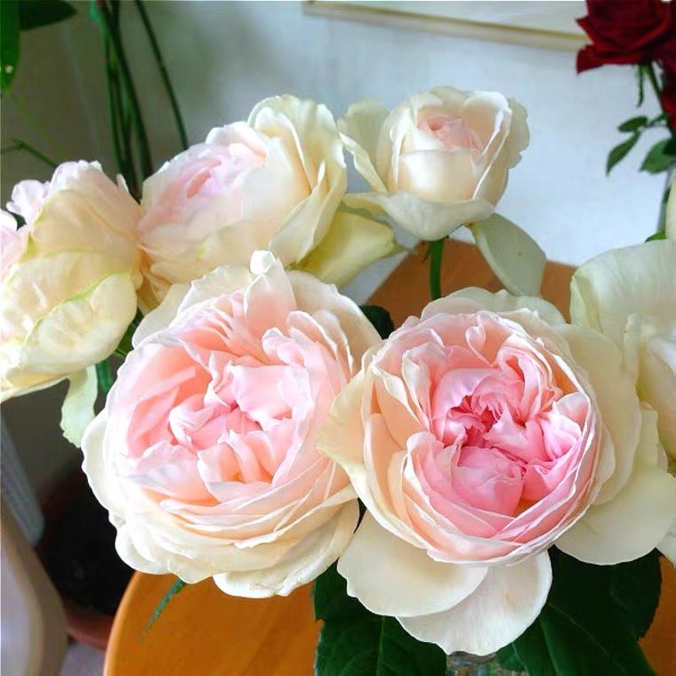 伊芙心愿 许愿之心 伊芙系列月季阳台浓香玫瑰花苗盆栽浓香大花