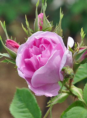 一加仑扦插大马士革花苗可食用浓香泡茶提精油原盆原土发货