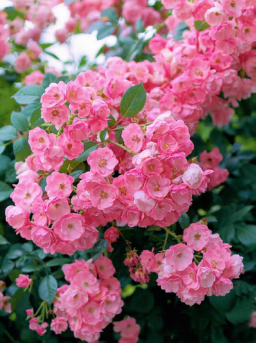 小苗安吉拉藤本月季粉色多头开花抗病好养多季开花盆栽花苗