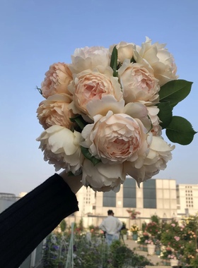 沃勒顿老庄园  浓香型藤本灌木月季花苗  抗病 适合新手 盆栽地栽