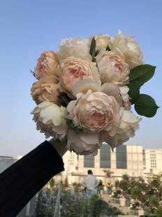 沃勒顿老庄园  浓香型藤本灌木月季花苗  抗病 适合新手 盆栽地栽