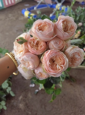 一加仑扦插中苗 柏林少女 奥斯汀玫瑰阳台庭院盆栽地栽