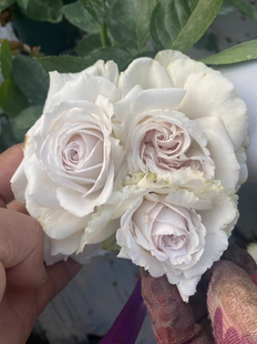 信念小苗新品浓香灌木月季抗病花苗盆栽地栽阳台庭院楼顶爱开好养