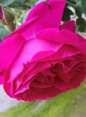 食用玫瑰滇红玫瑰花苗可泡茶食用沐浴浓香四季开花带土发货包对版