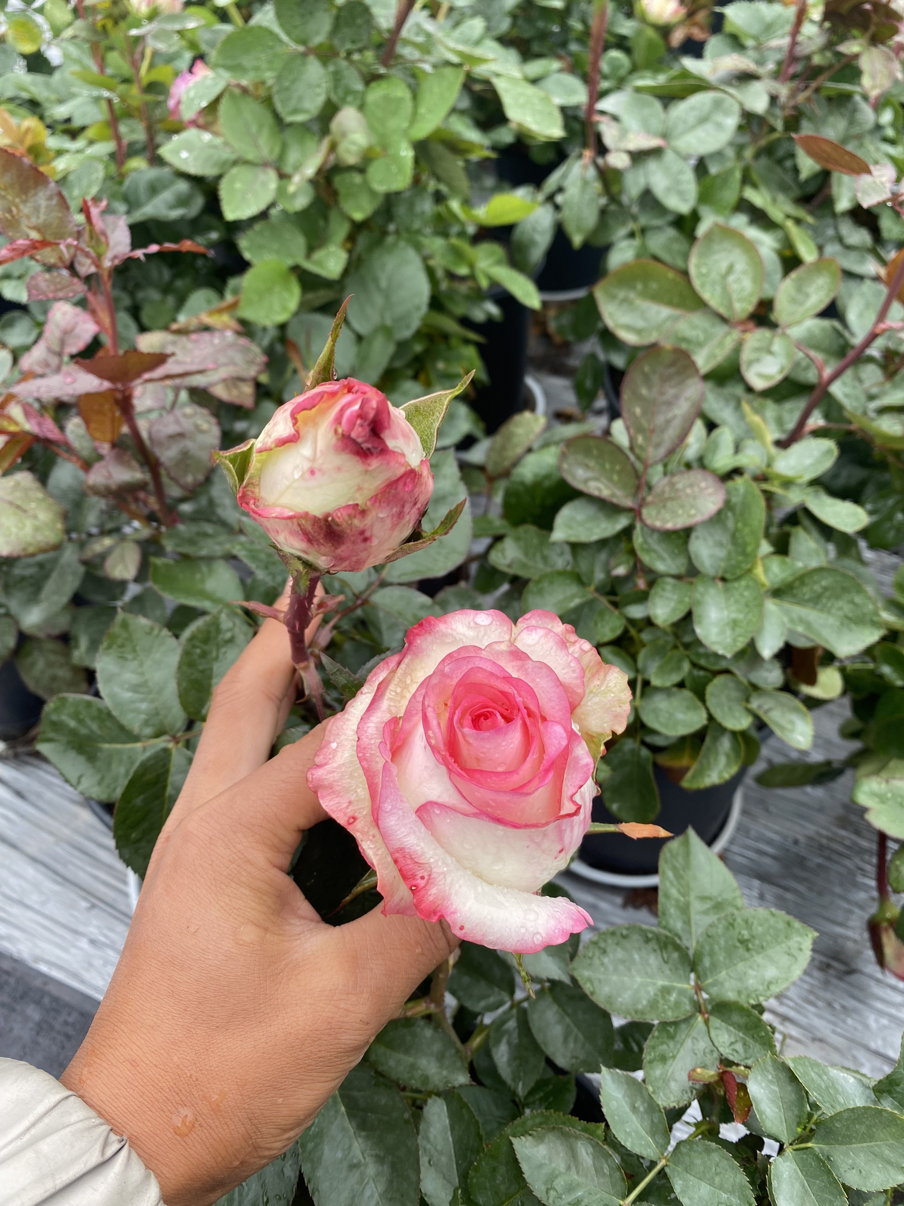一加仑中苗扦插艾莎原盆原土发货,鲜花速递/花卉仿真/绿植园艺,月季/蔷薇/玫瑰,淘宝优惠券,粉丝福利购,淘宝优惠卷