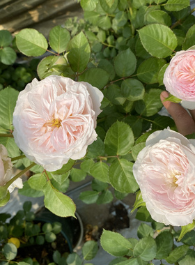 一加仑粉色多头奥斯汀花型带香味的 不知名 原土原盆发货