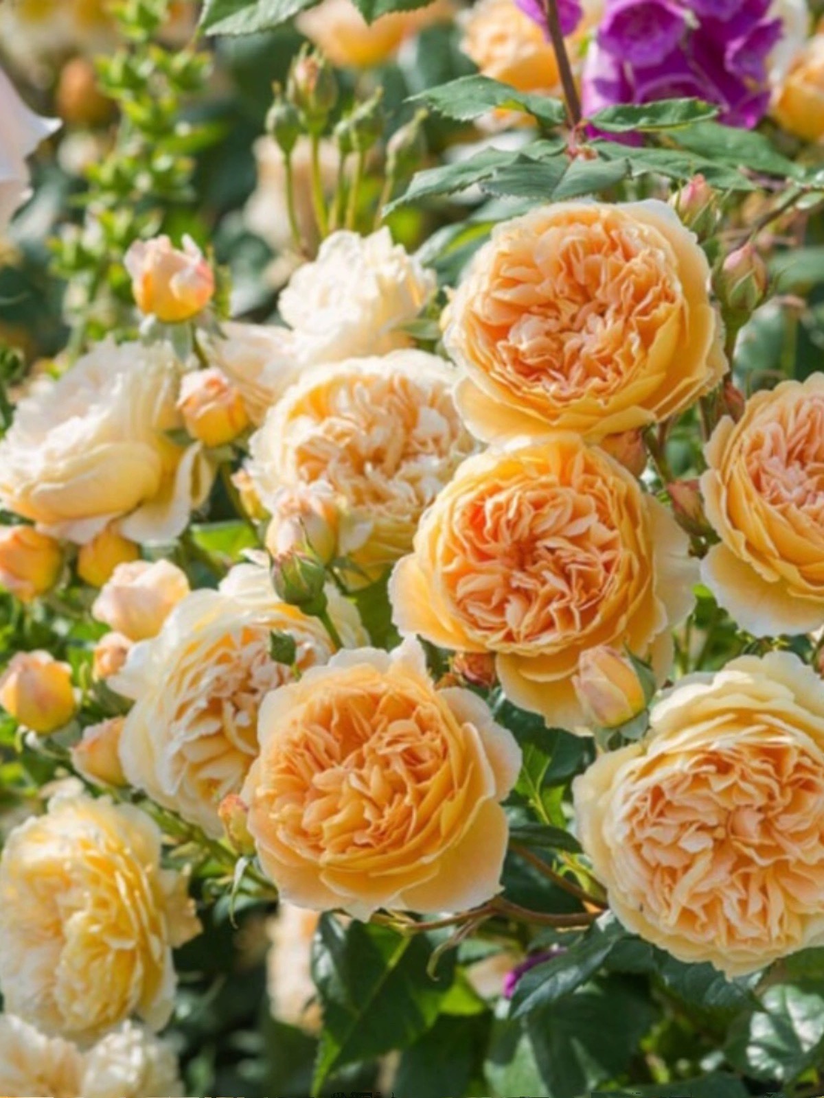 欢笑格鲁吉亚小苗   新品月季苗  藤本月季爬藤多花阳台庭院地栽