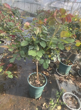 嫁接   棒棒糖 切花品种随机