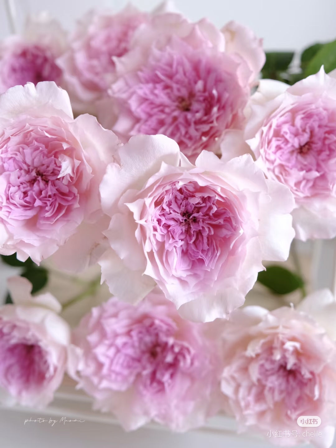 一加仑扦插中苗镂空月季花苗原土原盆发货阳台庭院盆栽地栽绿植