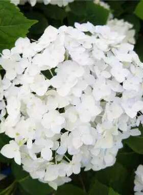 无尽夏(白新娘)绣球花苗重复开会易爆盆阳台庭院绿植盆栽带土对版
